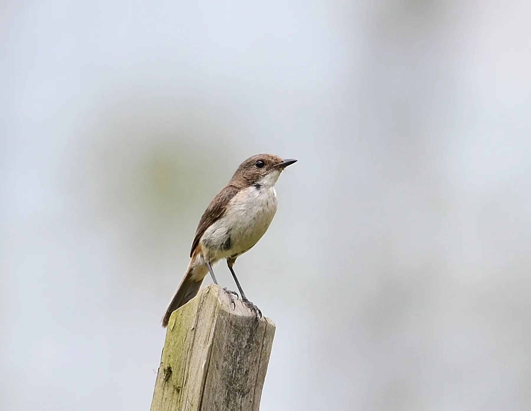 File:Saxicola jerdoni (10.3897-BDJ.12.e133721) Figure 10.jpg