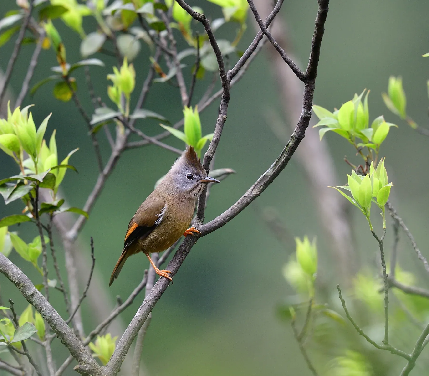 File:Yuhina gularis (10.3897-BDJ.12.e133721) Figure 11.jpg