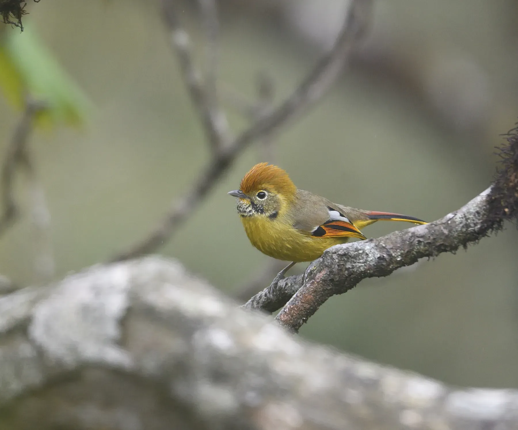 File:Actinodura strigula (10.3897-BDJ.12.e133721) Figure 12.jpg