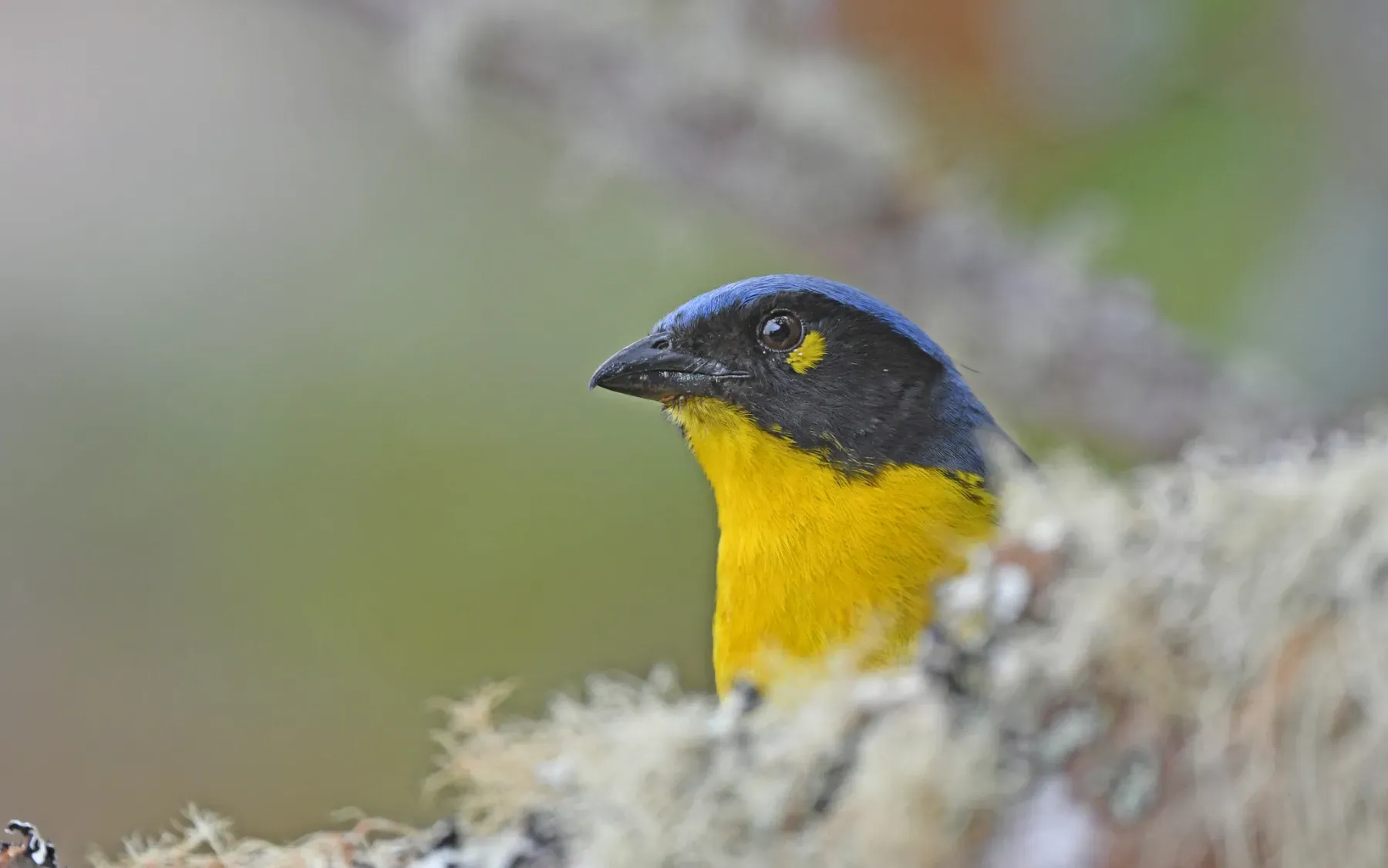 File:Anisognathus melanogenys 280357910.jpg