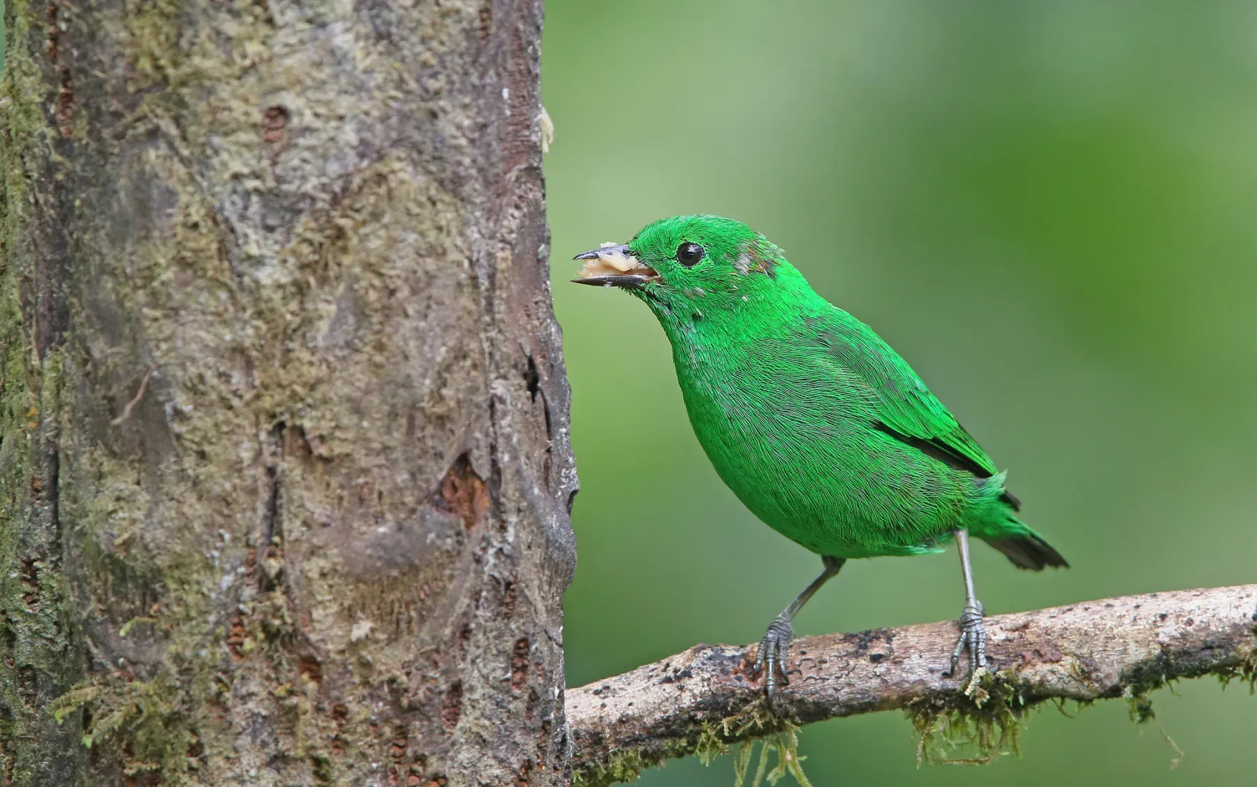 File:Chlorochrysa phoenicotis 104820159.jpg