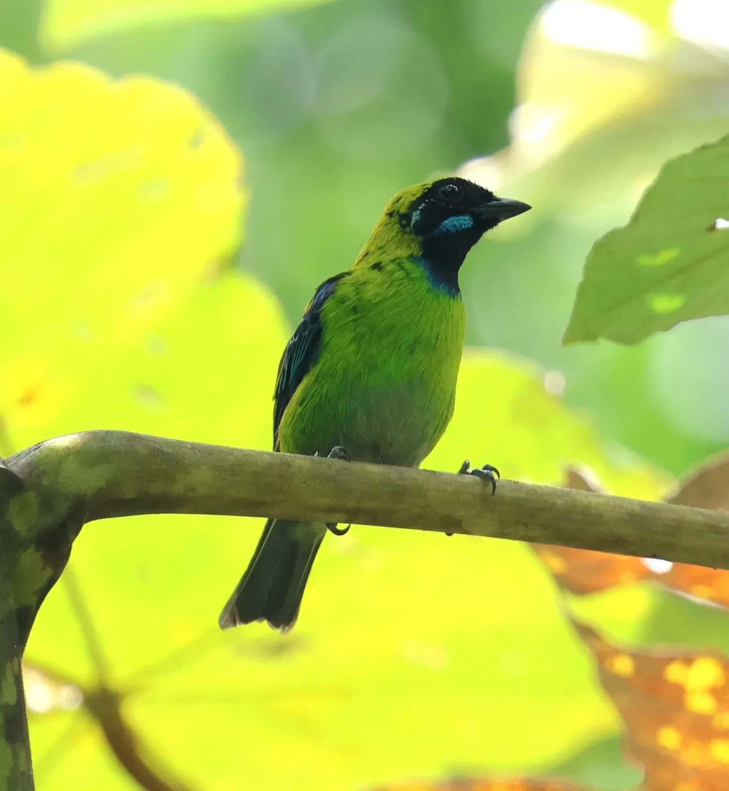 File:Tangara johannae 460557534.jpg