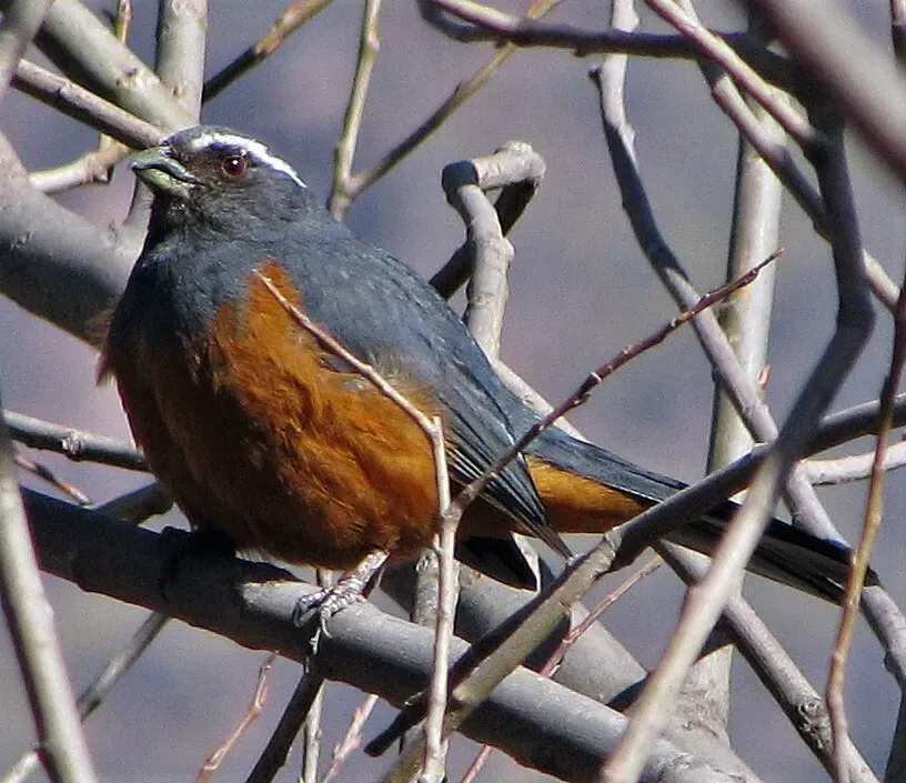 File:Pseudosaltator rufiventris 236844758.jpg