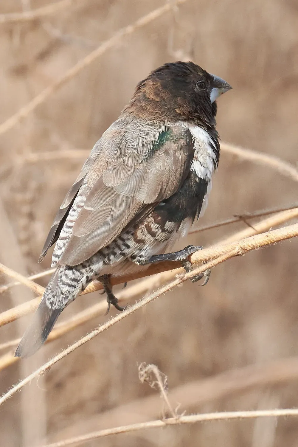 File:Spermestes cucullata 471407798.jpg