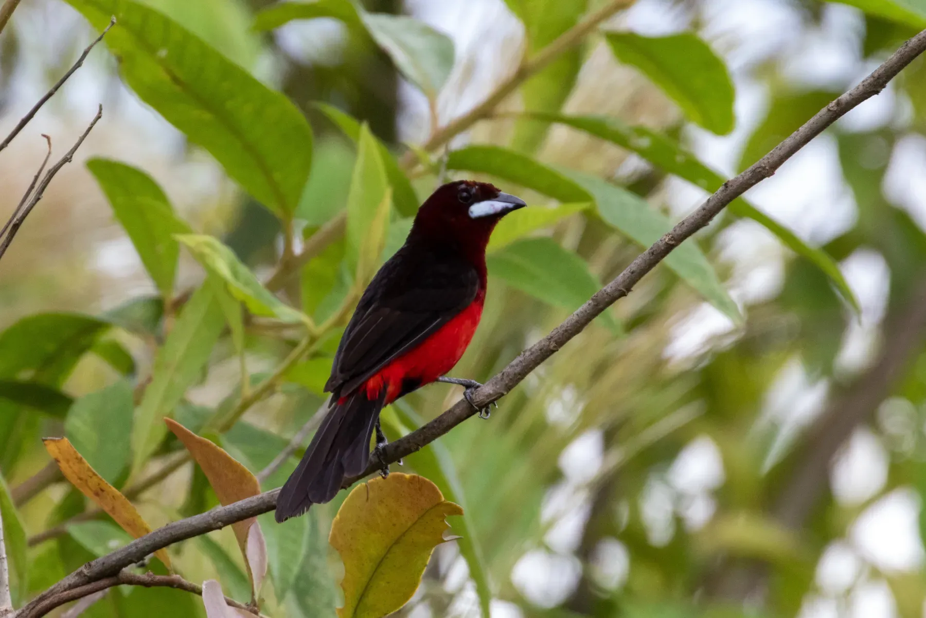 File:Ramphocelus melanogaster 114343594.jpg