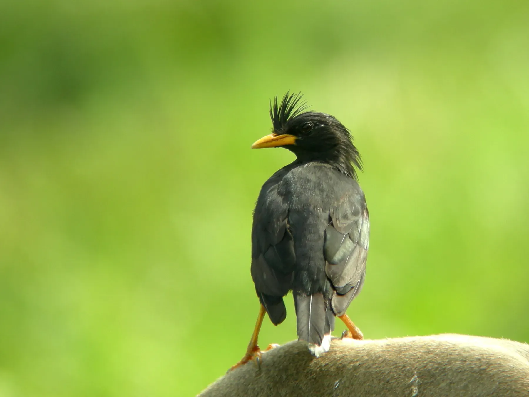 File:Acridotheres grandis 546732813.jpg