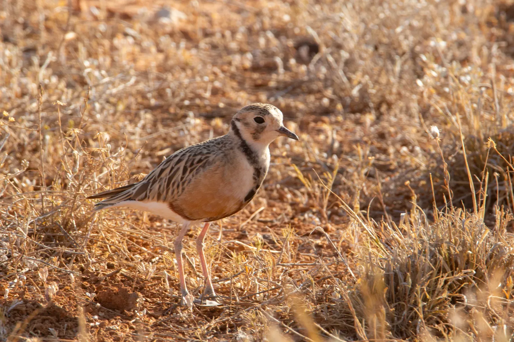 File:Peltohyas australis.jpg