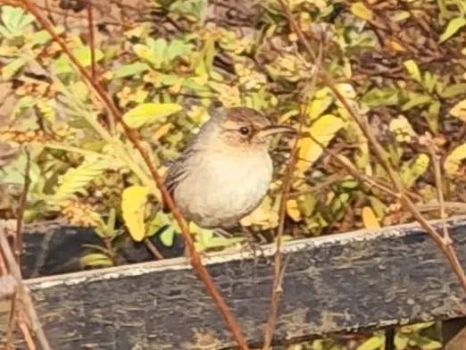 File:Troglodytes sissonii 194504918 (cropped).jpg