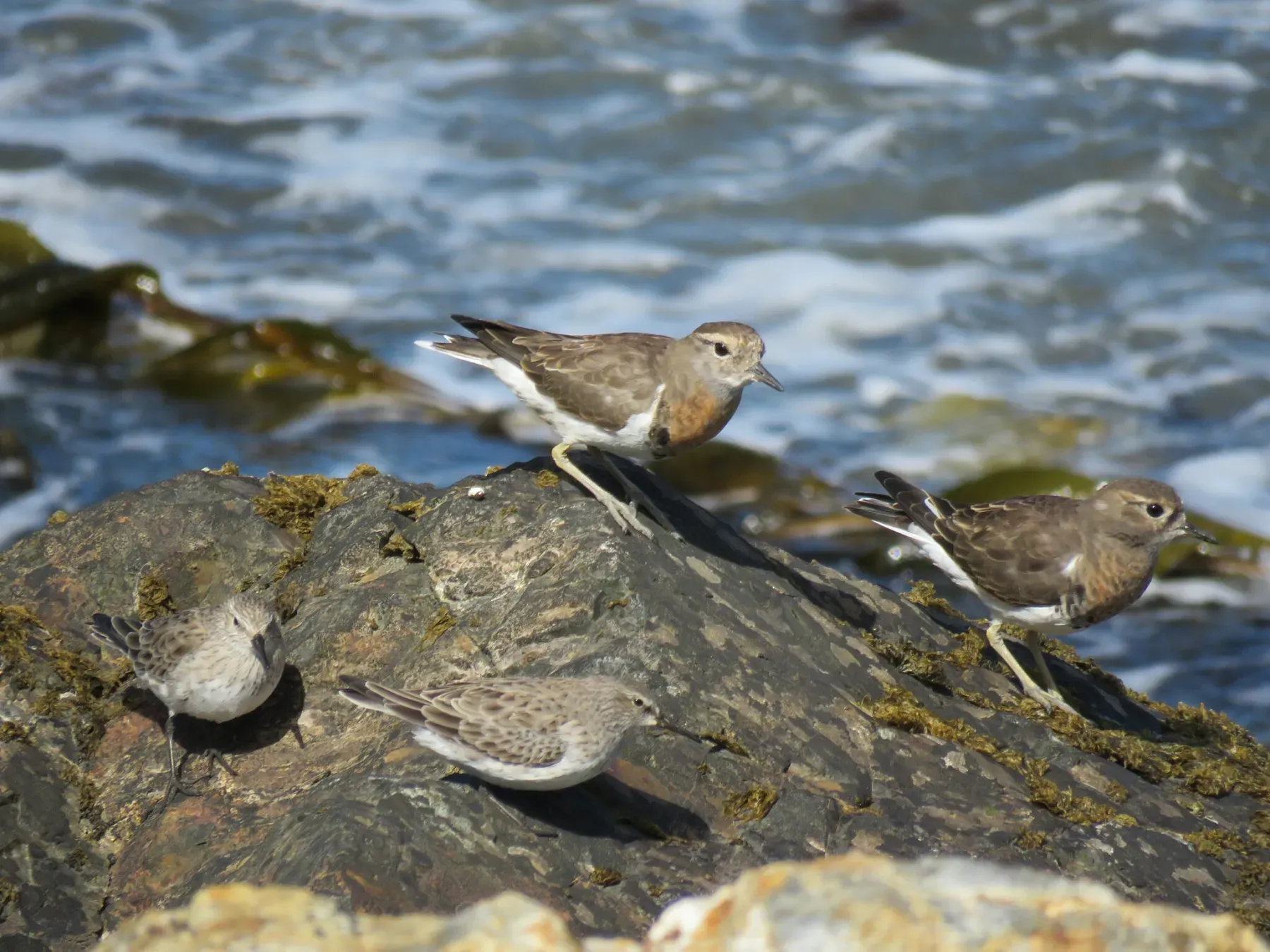 File:Zonibyx modestus Calidris bairdii 257937002.jpg
