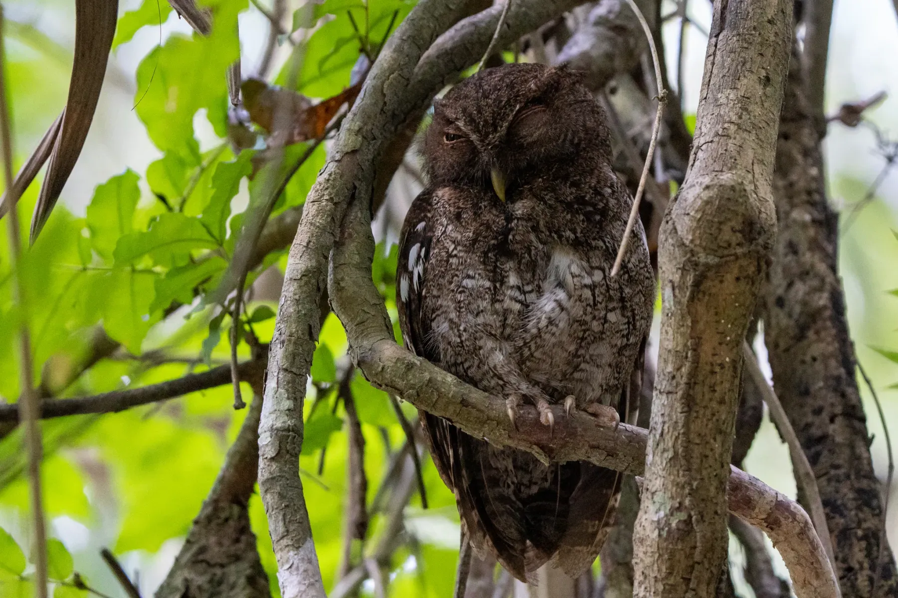 File:Megascops centralis 270400328.jpg