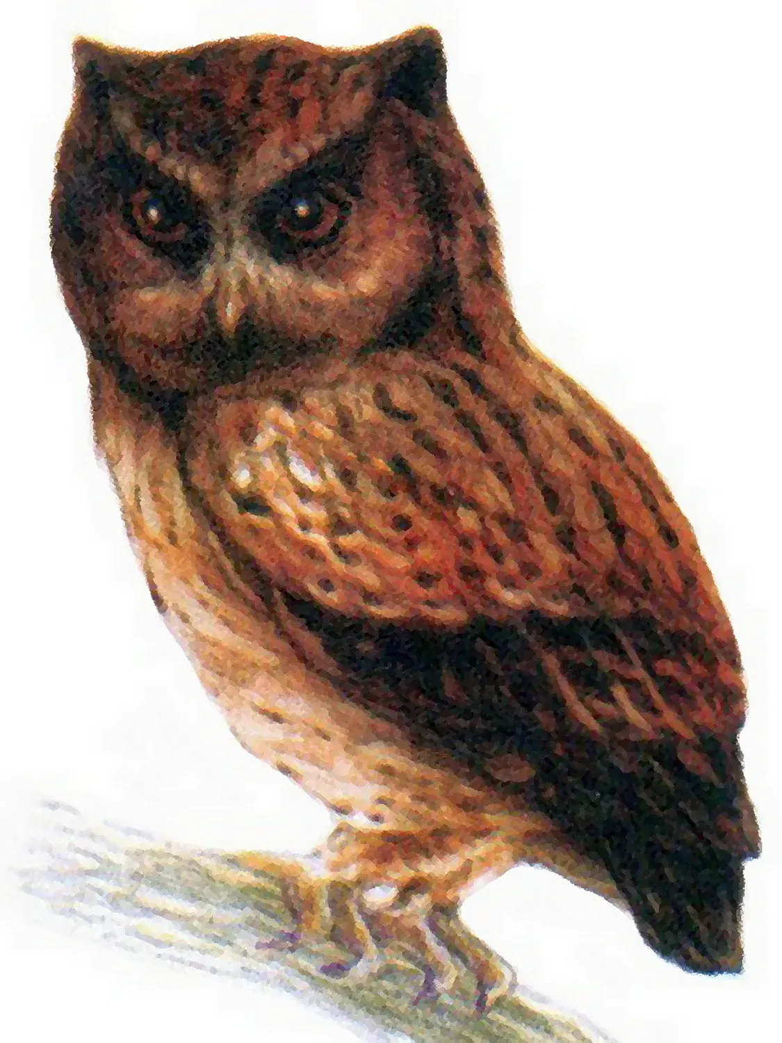 File:Otus siaoensis 2012 2.jpg
