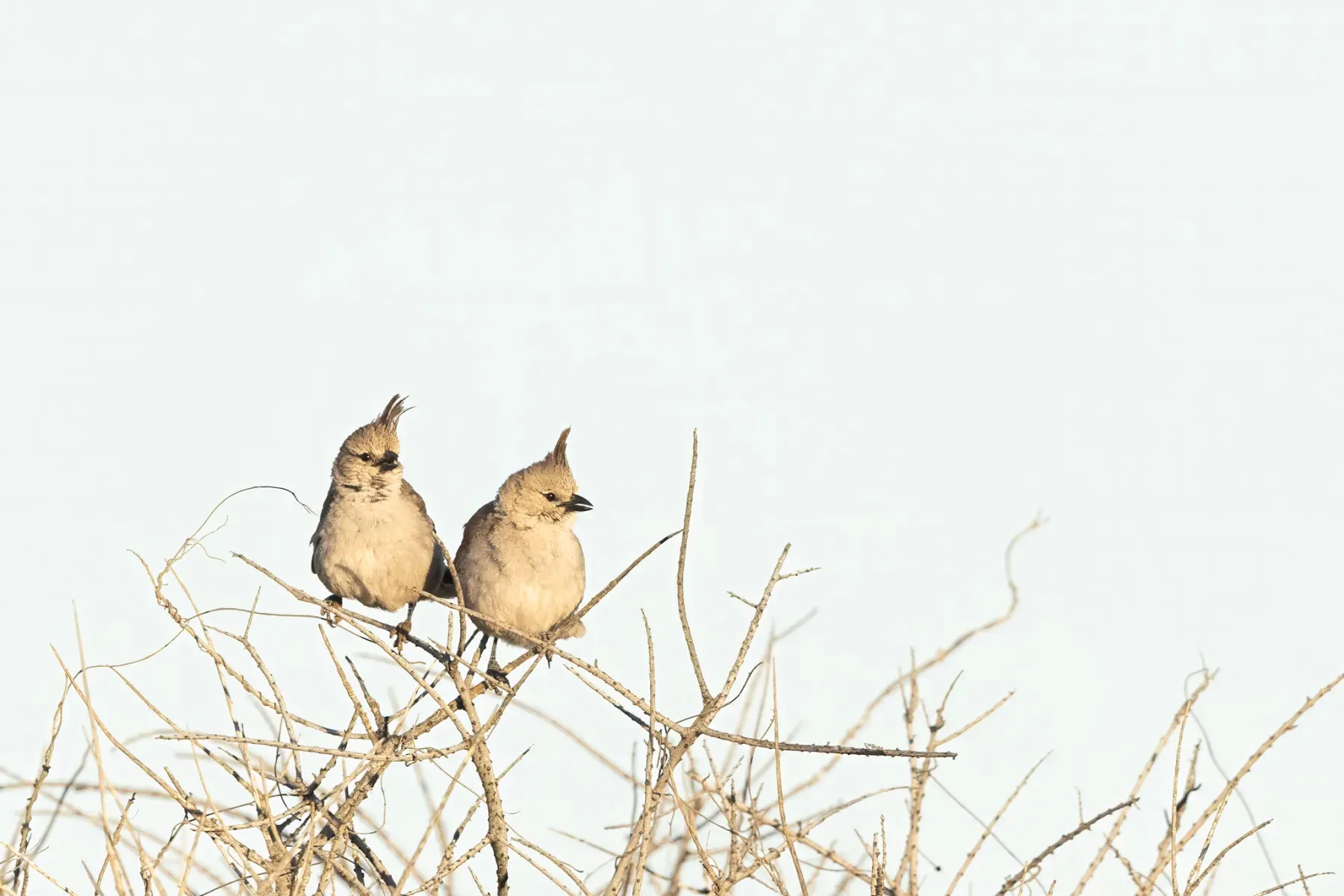 File:Chiming Wedgebill (Psophodes occidentalis) - Flickr - patrickkavanagh.jpg