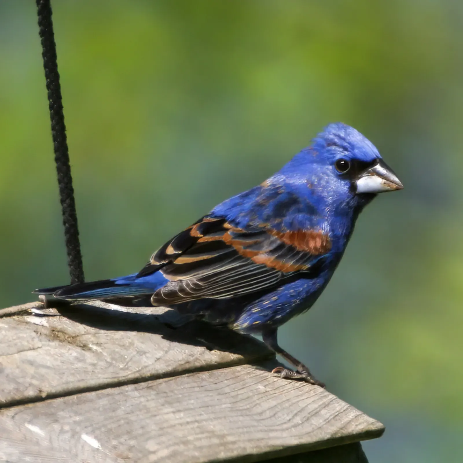 File:Passerina caerulea 544566865.jpg