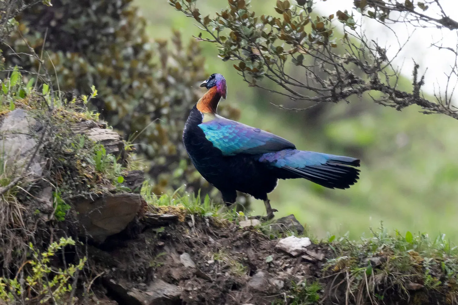 File:Chinese Monal (Lophophorus lhuysii), Balangshan, Aba, Sichuan, China 1.jpg