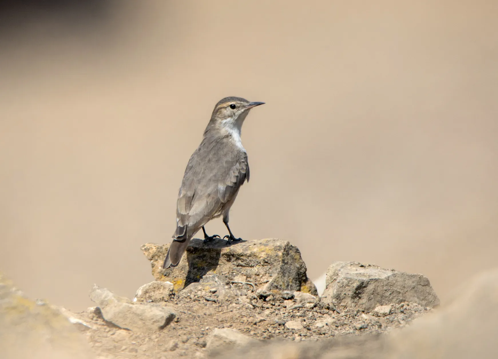 File:Geositta maritima.jpg