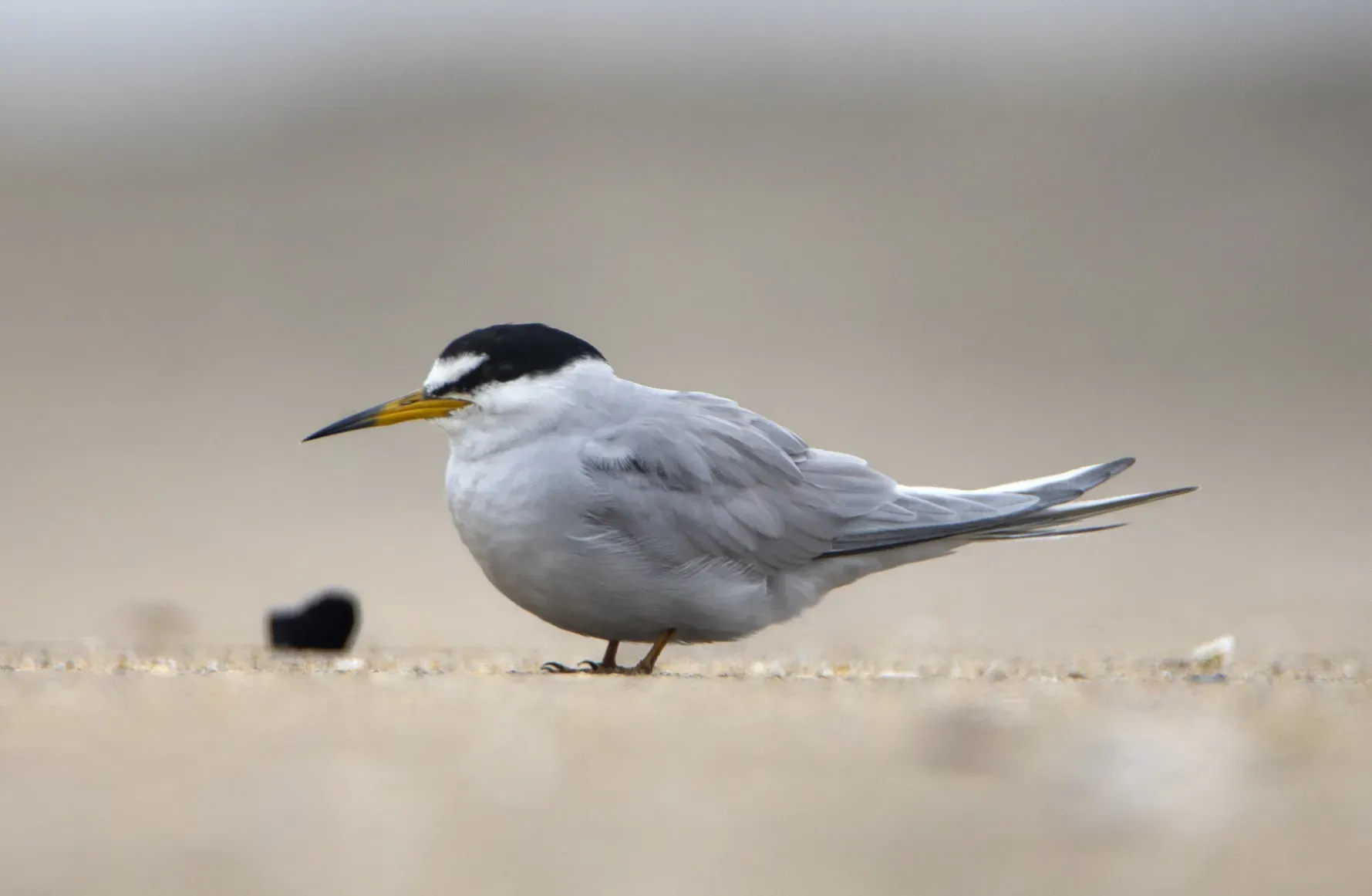 File:Sternula lorata.jpg