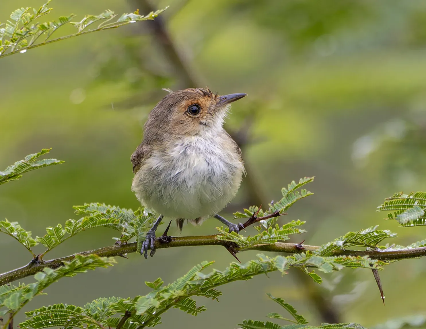 File:Euscarthmus fulviceps.jpg