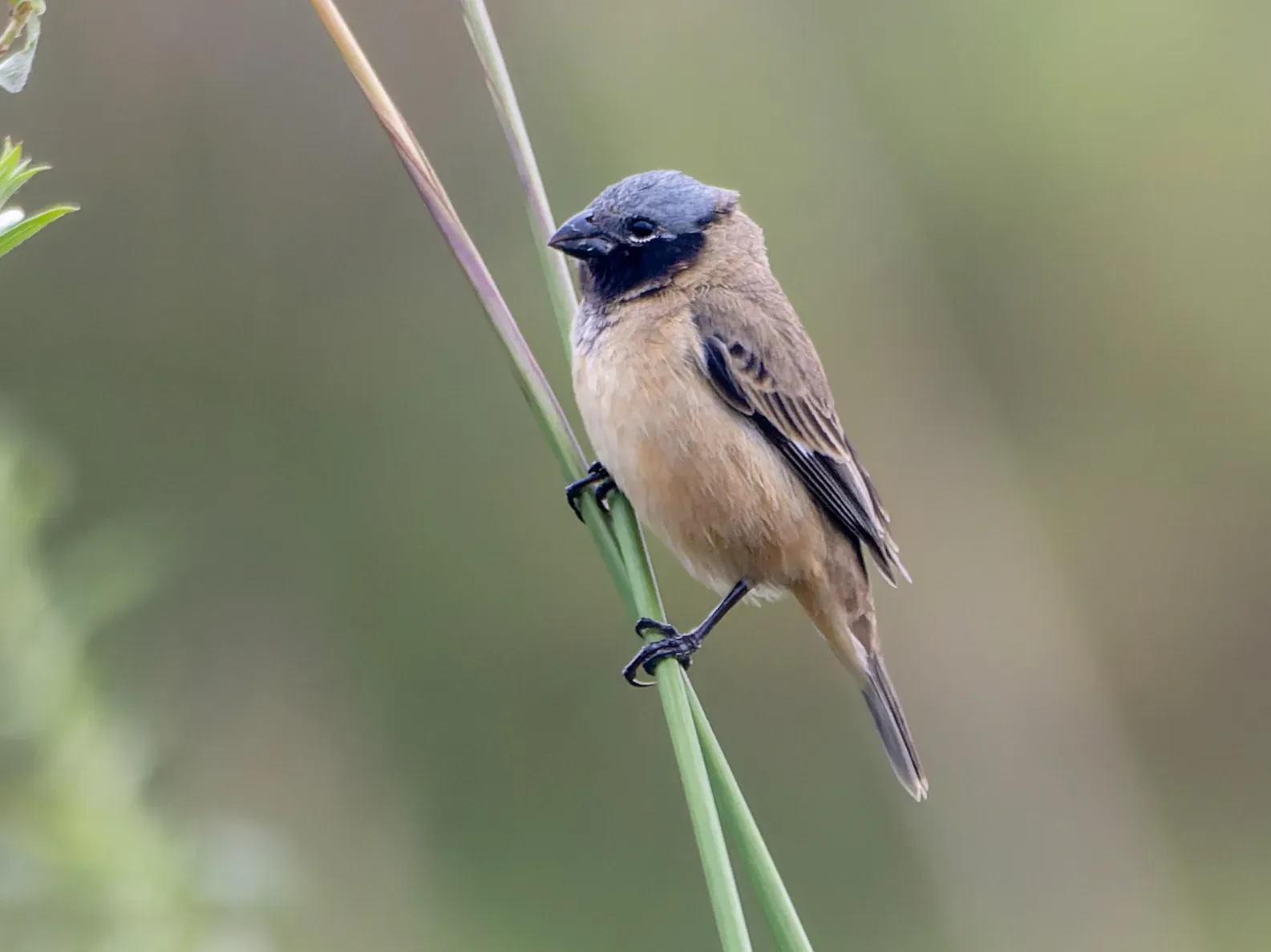 File:Sporophila iberaensis.jpg