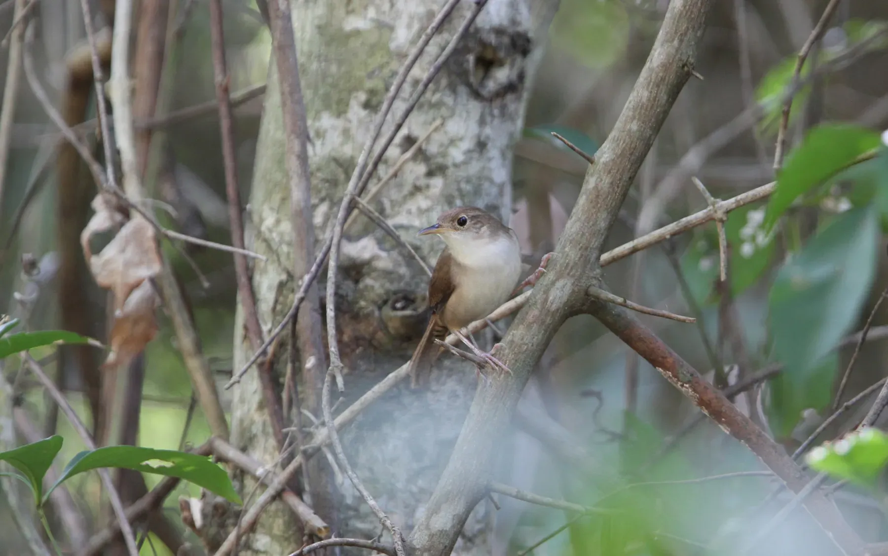 File:Troglodytes beani.jpg