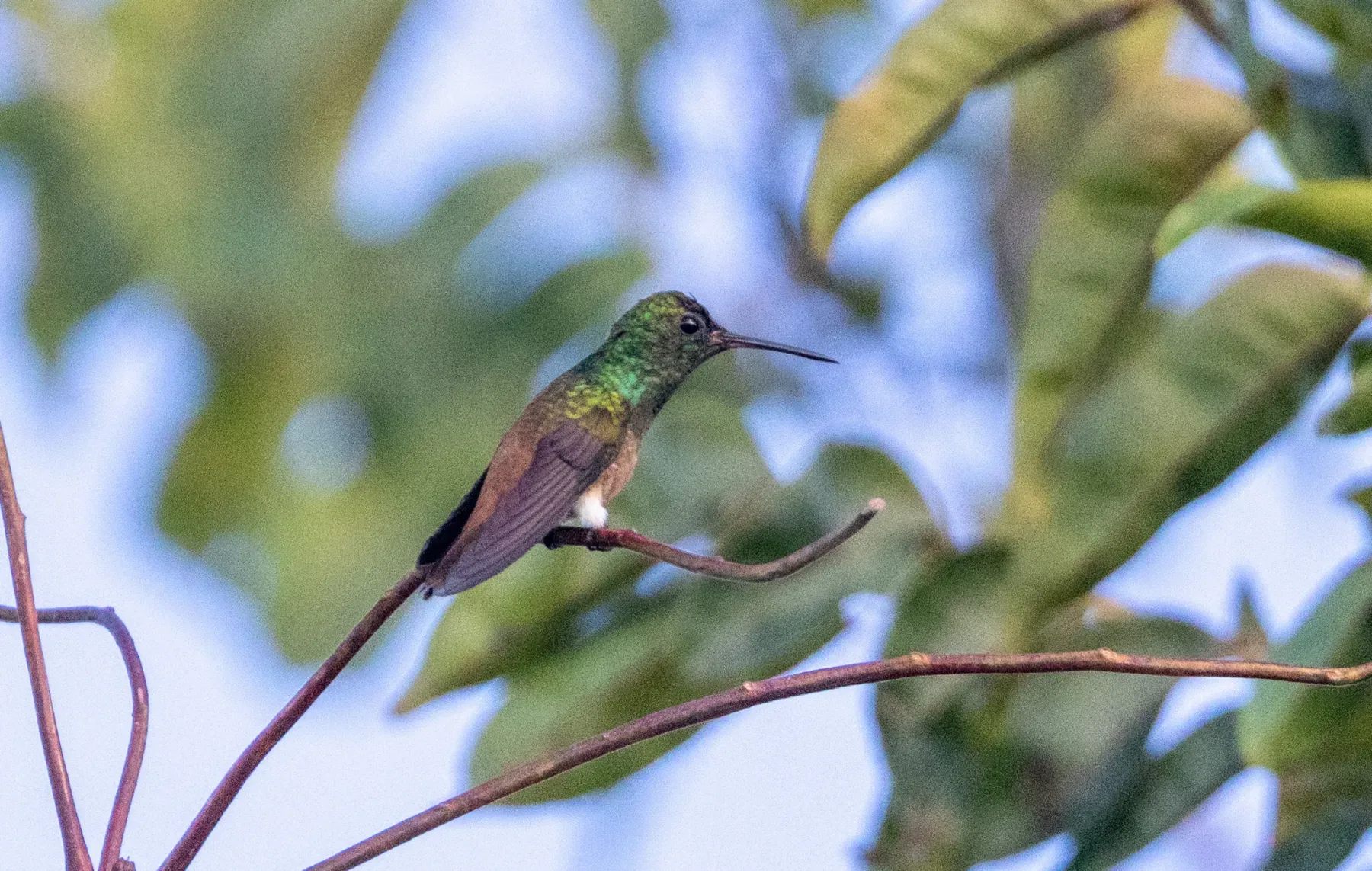 File:Saucerottia cupreicauda.jpg