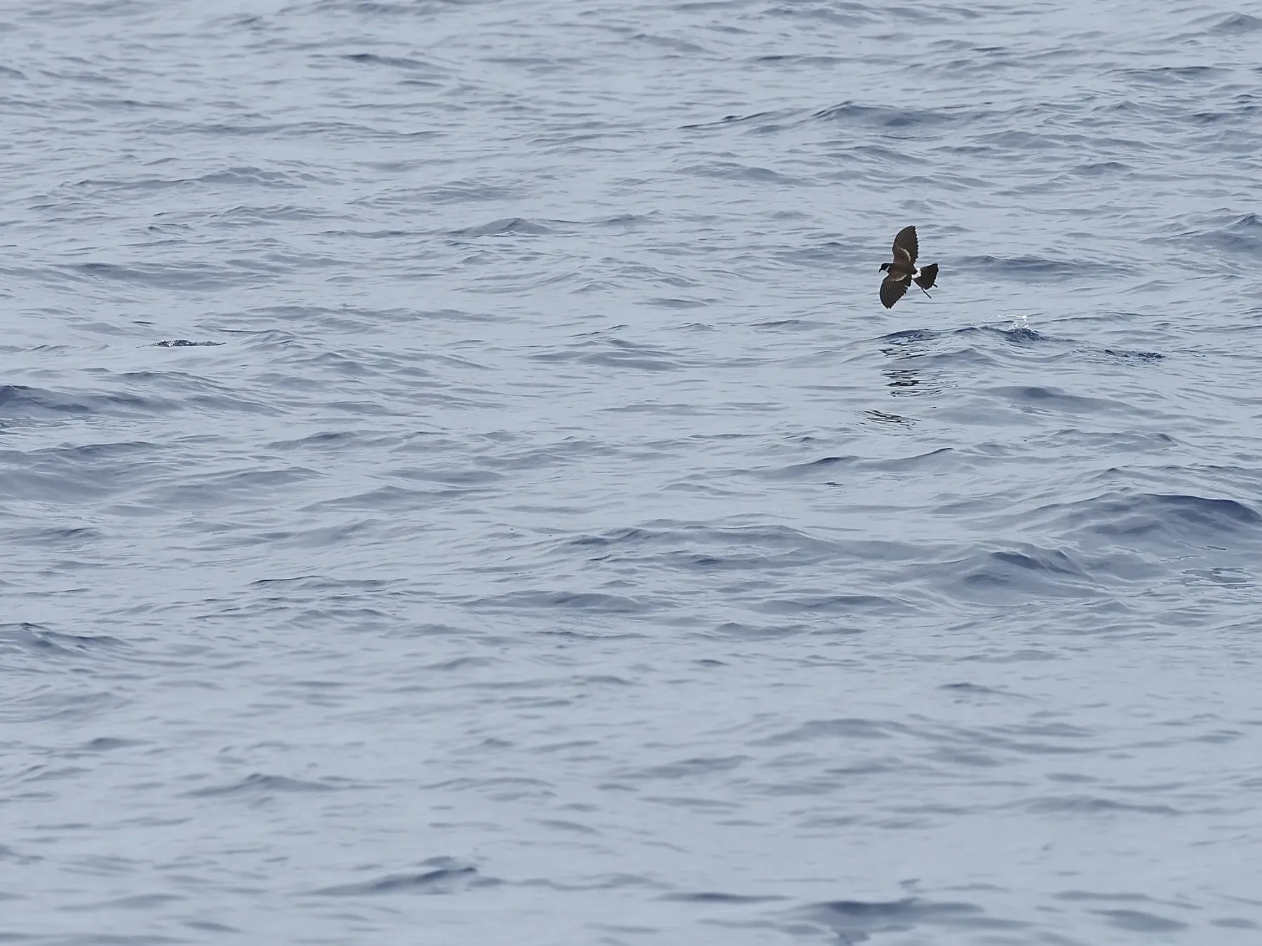 File:Nesofregetta fuliginosa in flight iNaturalist 395655266.jpg