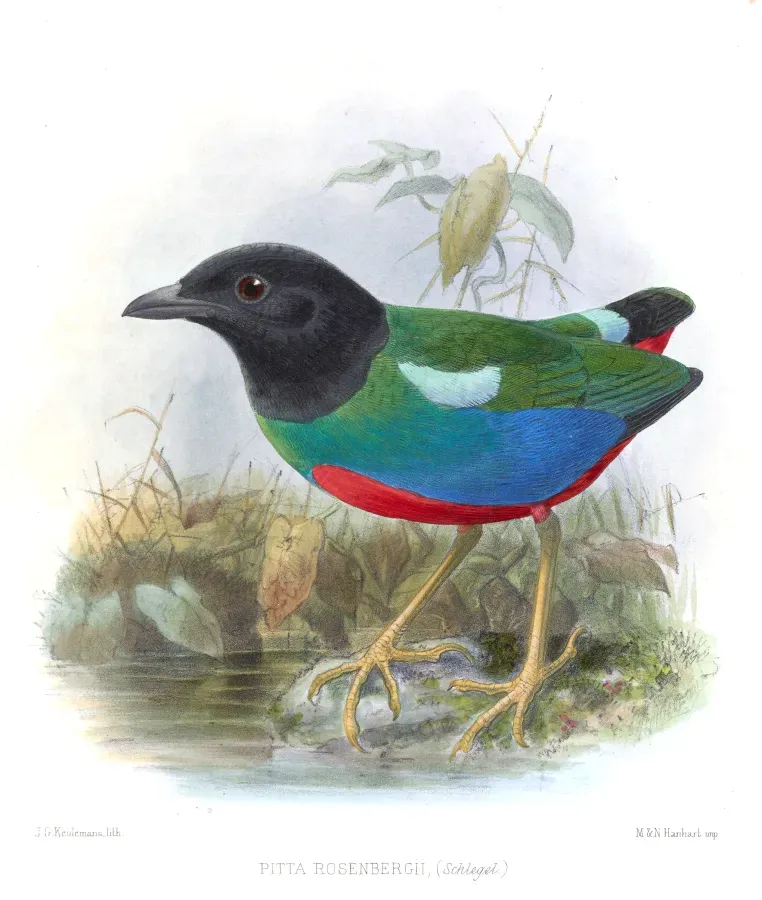 File:PittaRosenbergiiKeulemans.jpg