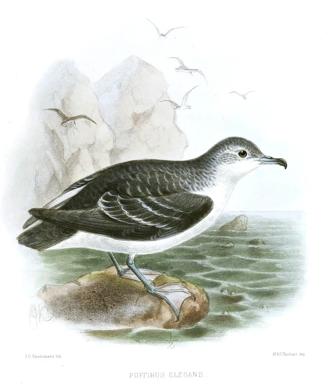 File:PuffinusElegansKeulemans.jpg