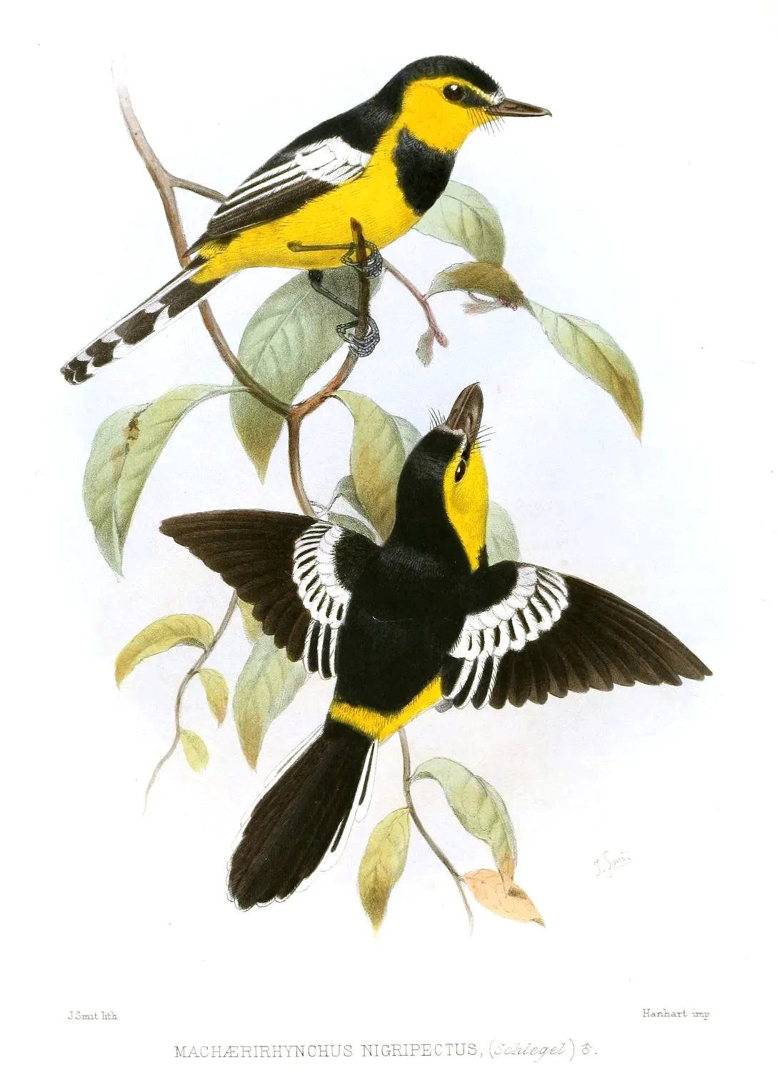 File:MachaerirhynchusNigripectusSmit.jpg