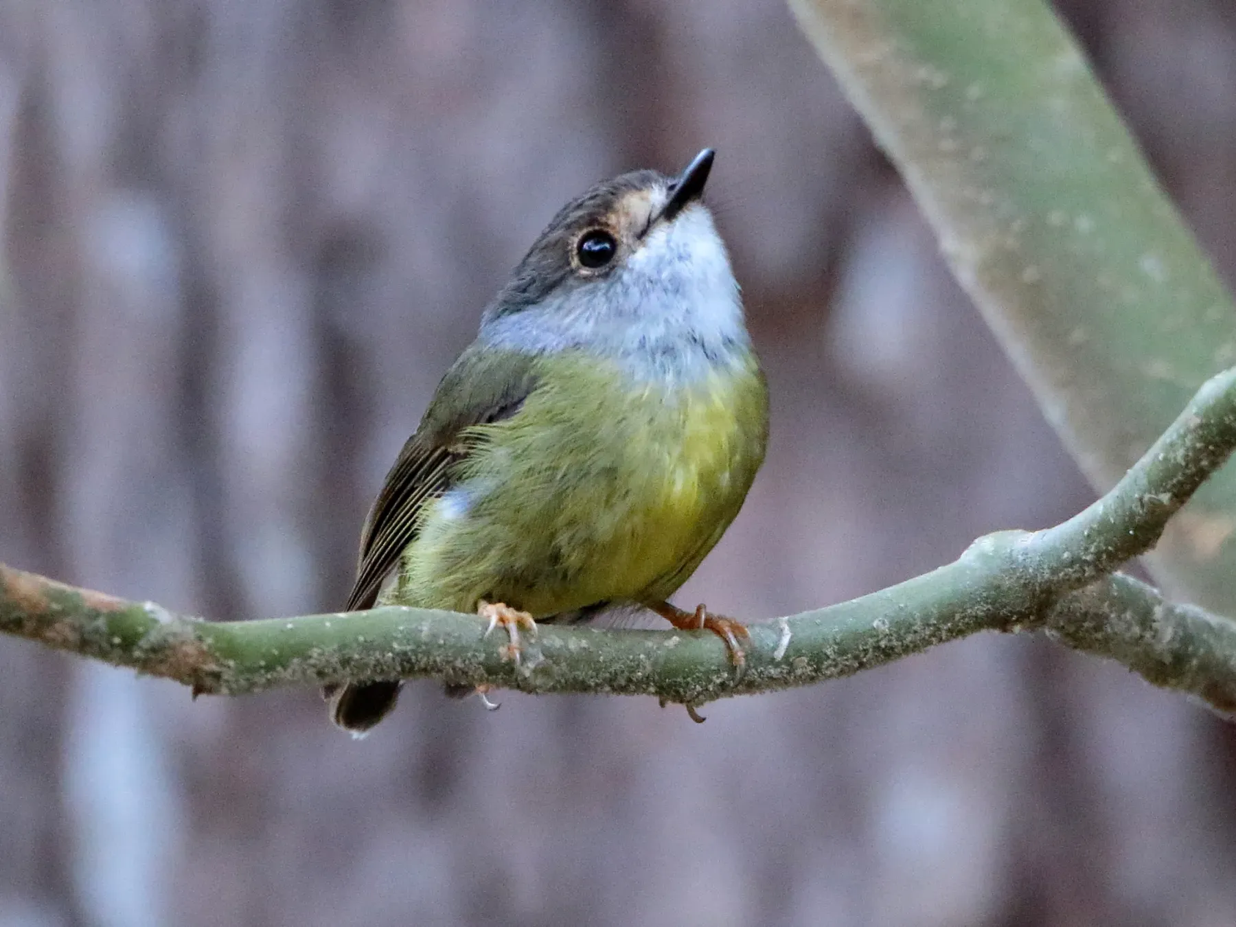 File:Eopsaltria capito - Graham Winterflood - 57425865.jpeg