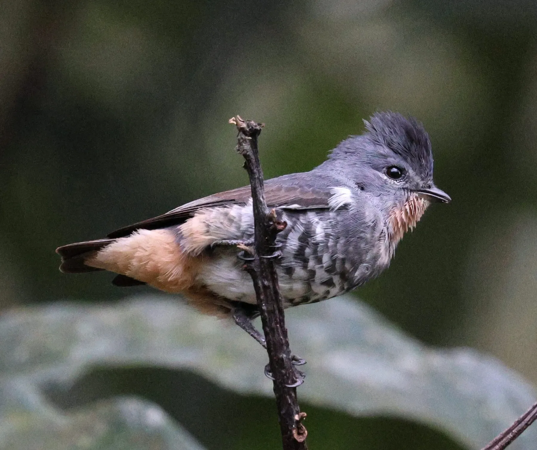 File:Iodopleura pipra - Miguel - 569280188.jpeg