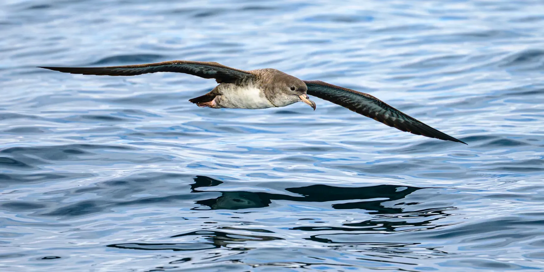 File:Pink-footed Shearwater (Ardenna creatopus).jpg