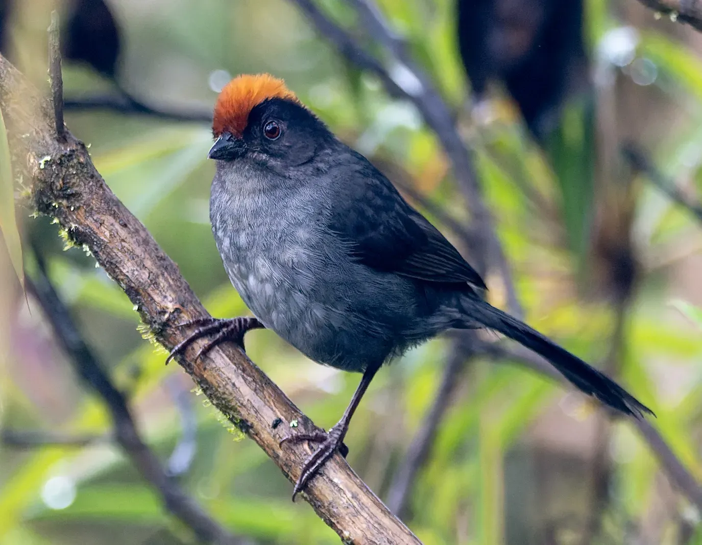 File:Atlapetes canigenis.jpg