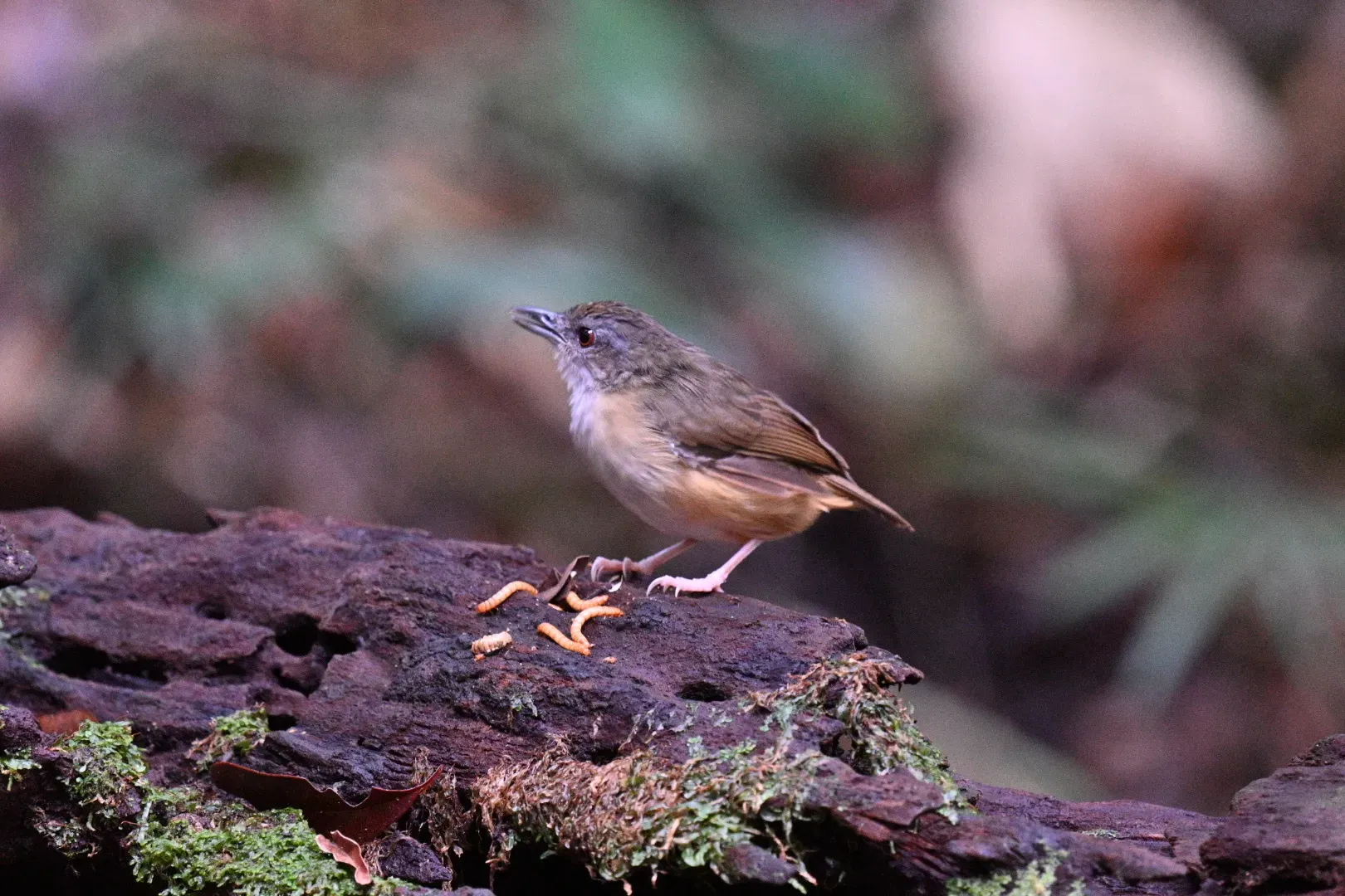 File:Malacocincla sepiaria - Лариса Артемьева - 576683770.jpeg