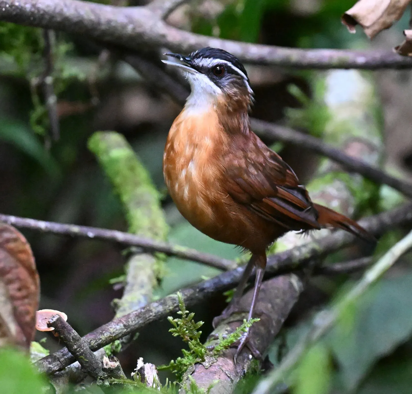 File:Pellorneum capistratoides - Chrissy McClarren and Andy Reago - 456047805.jpeg