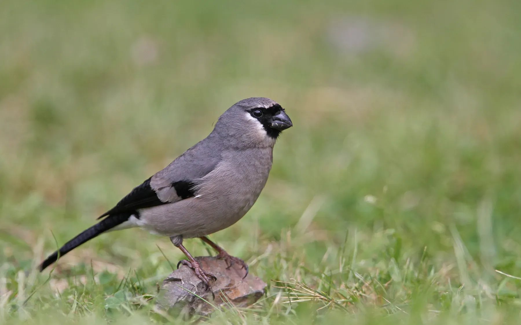 File:Pyrrhula owstoni - Christoph Moning - 101854380.jpeg