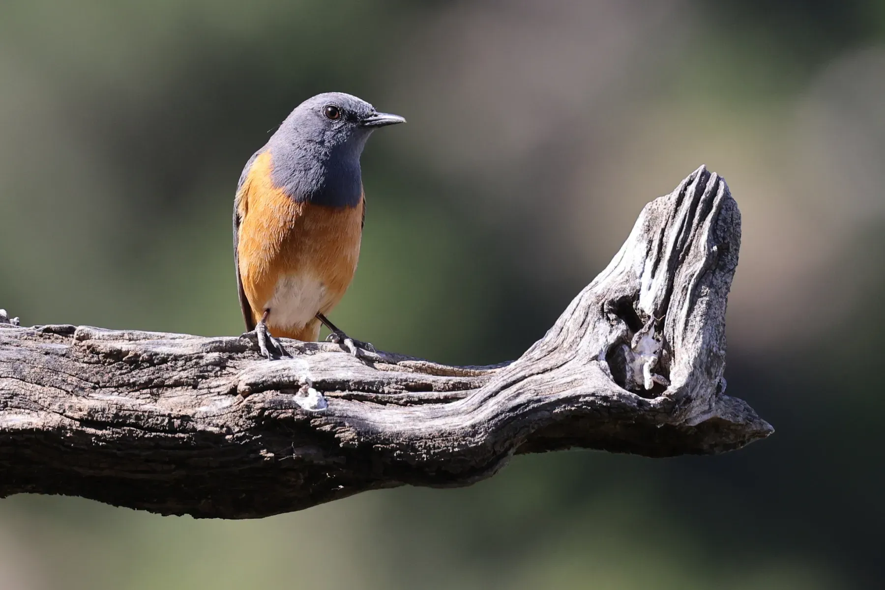 File:Monticola rufocinereus 284522556.jpg