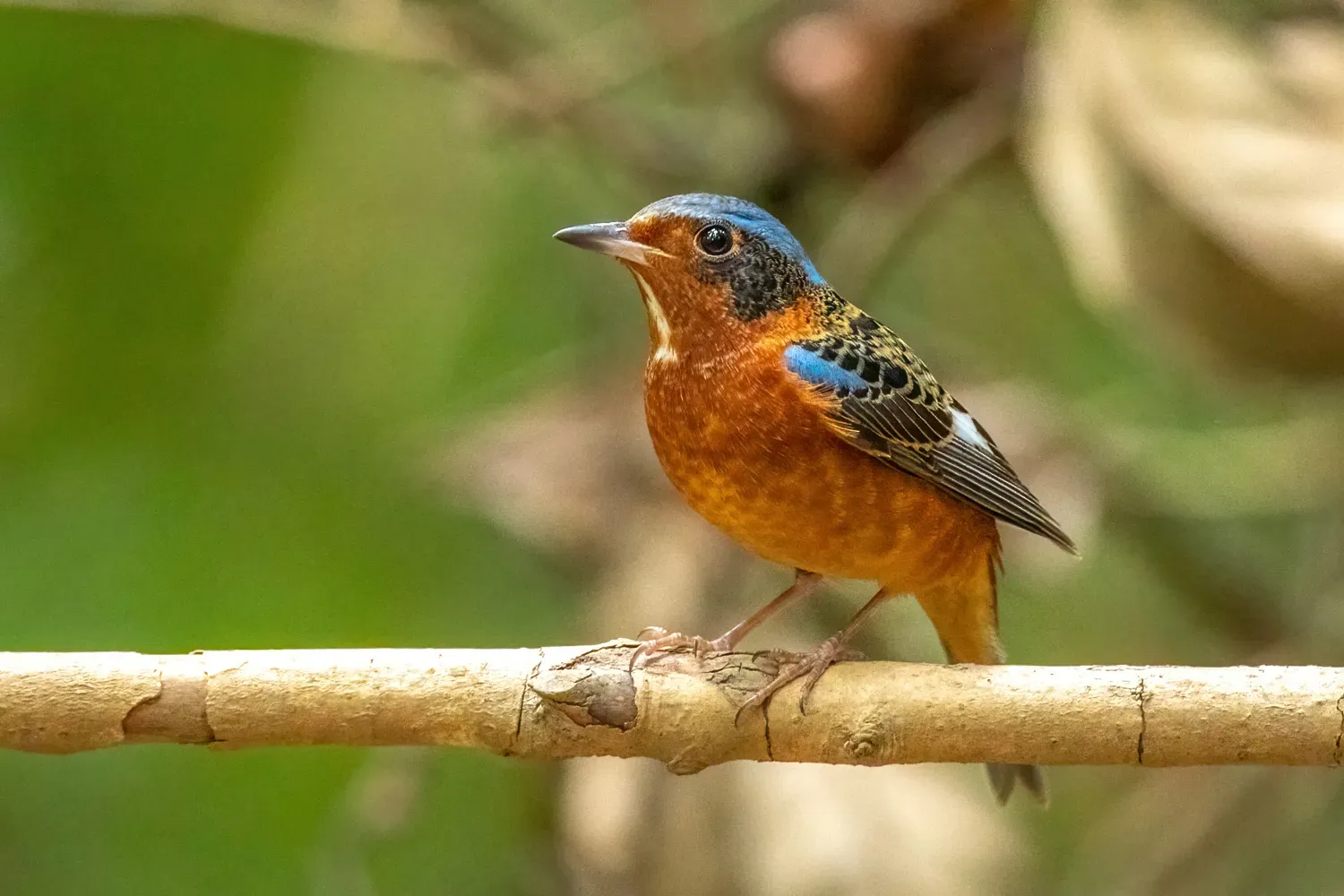 File:Monticola gularis 354550764.jpg