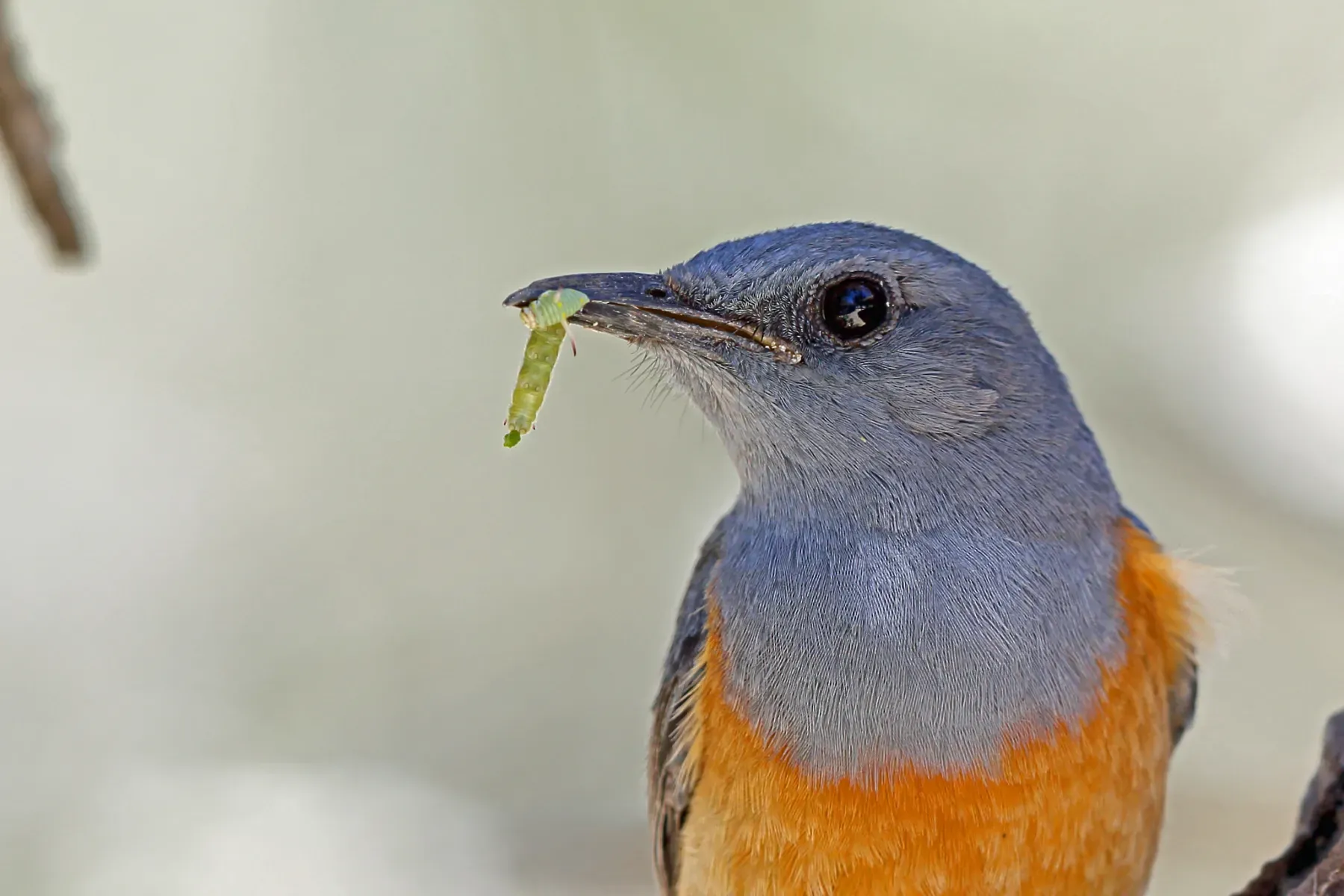 File:Monticola imerina 3836841.jpg