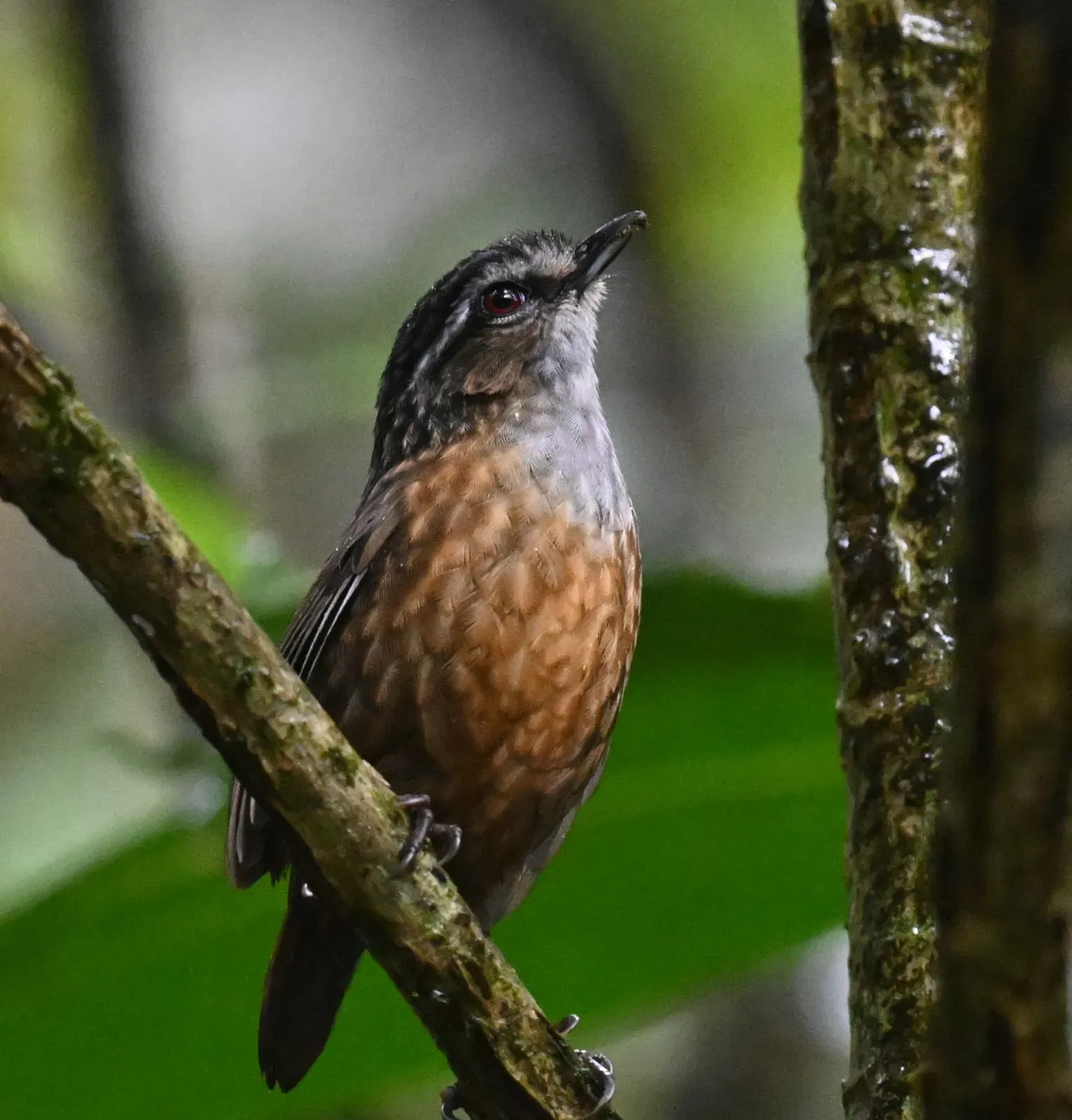File:Gypsophila crassa - Chrissy McClarren and Andy Reago - 452645036.jpeg