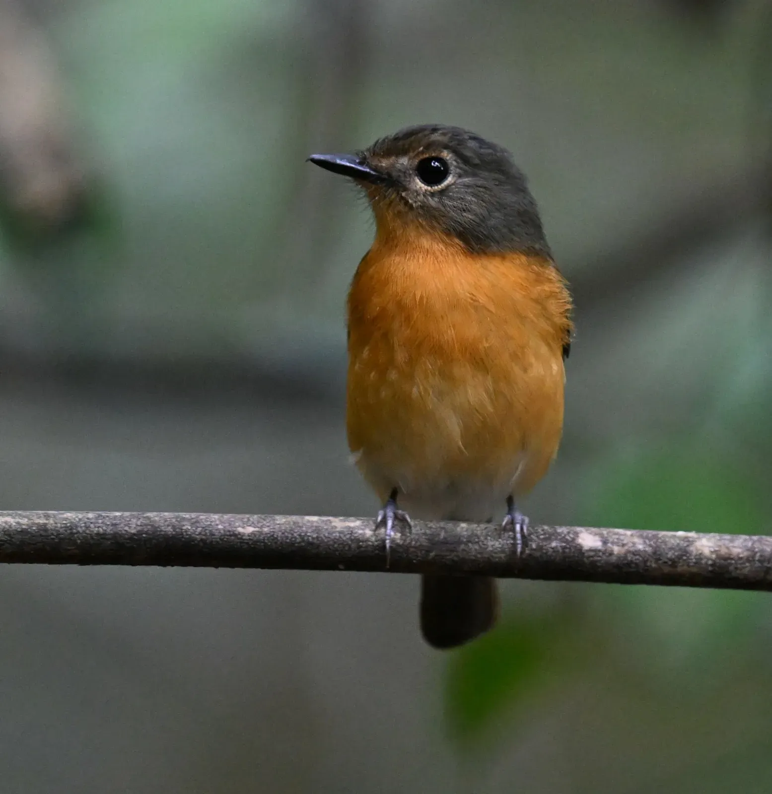 File:Cyornis montanus - Chrissy McClarren and Andy Reago - 452034468.jpeg