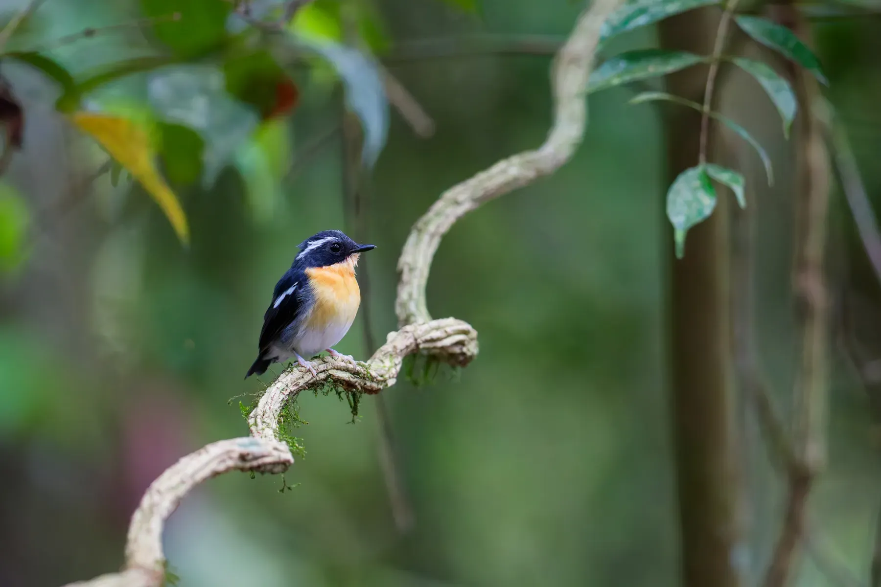 File:Ficedula dumetoria - stevefirth - 578052123.jpeg