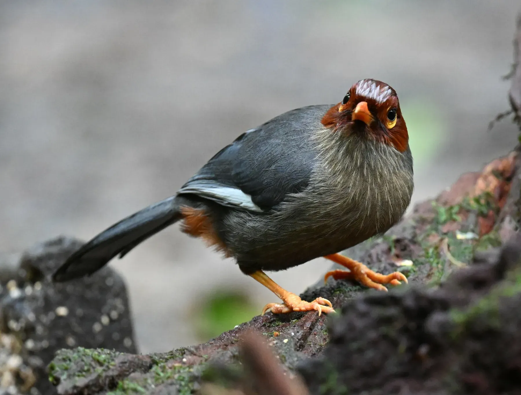 File:Pterorhinus treacheri - Chrissy McClarren and Andy Reago - 451908025.jpeg