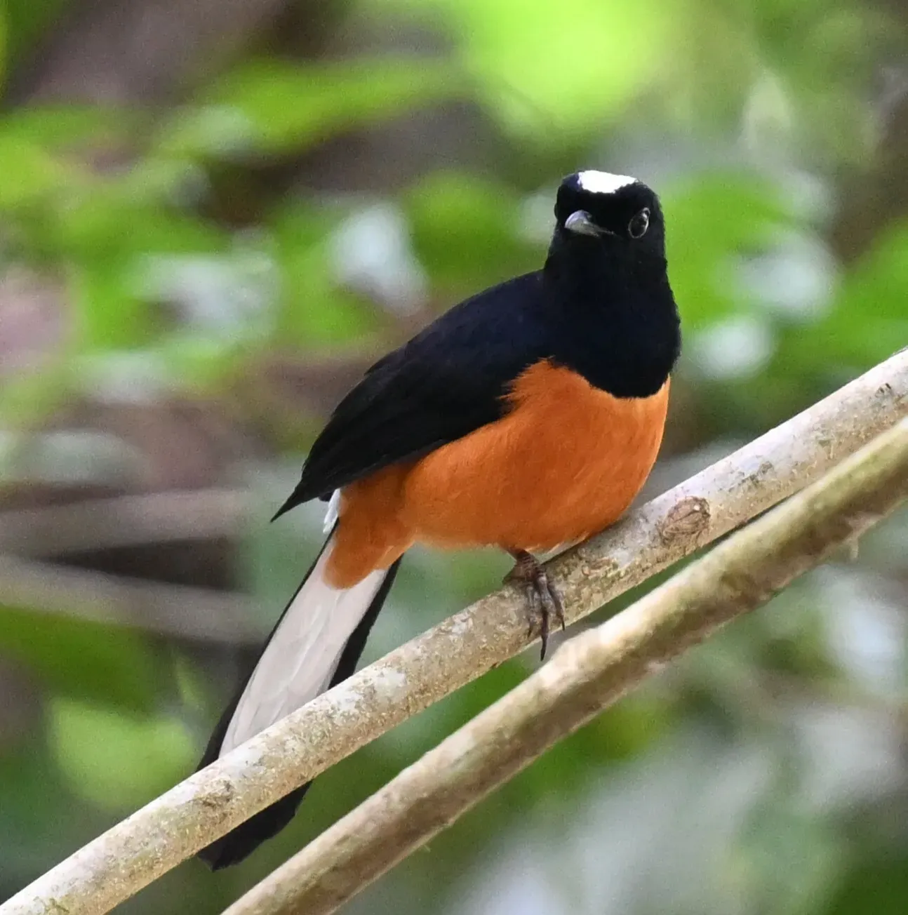 File:Copsychus stricklandii - Chrissy McClarren and Andy Reago - 456798767.jpeg