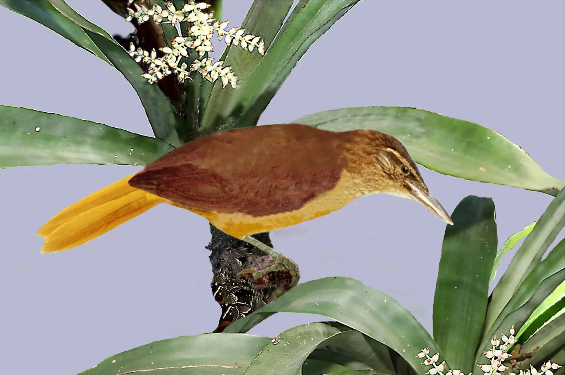 File:Gritador-do-nordeste Cichlocolaptes mazarbarnetti Fotoarte de Rolf Grantsau 2014.jpg