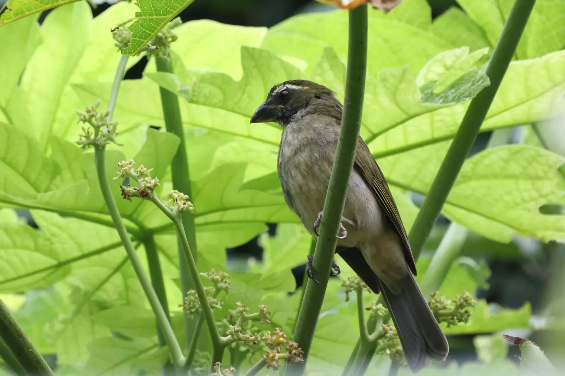 File:Saltator albicollis guadelupensis 190716720.jpg