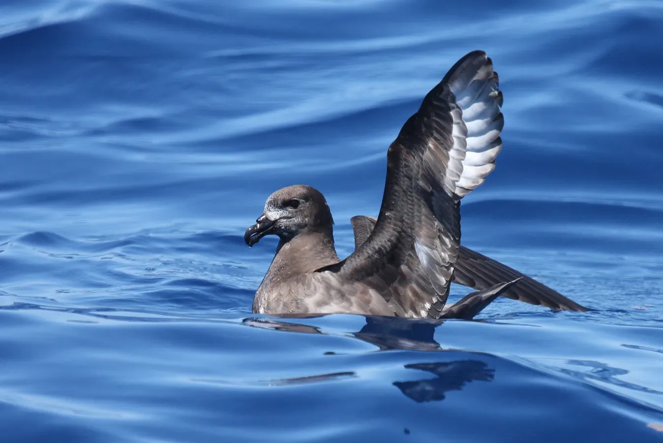 File:Pterodroma solandri -Australia -swimming-8.jpg