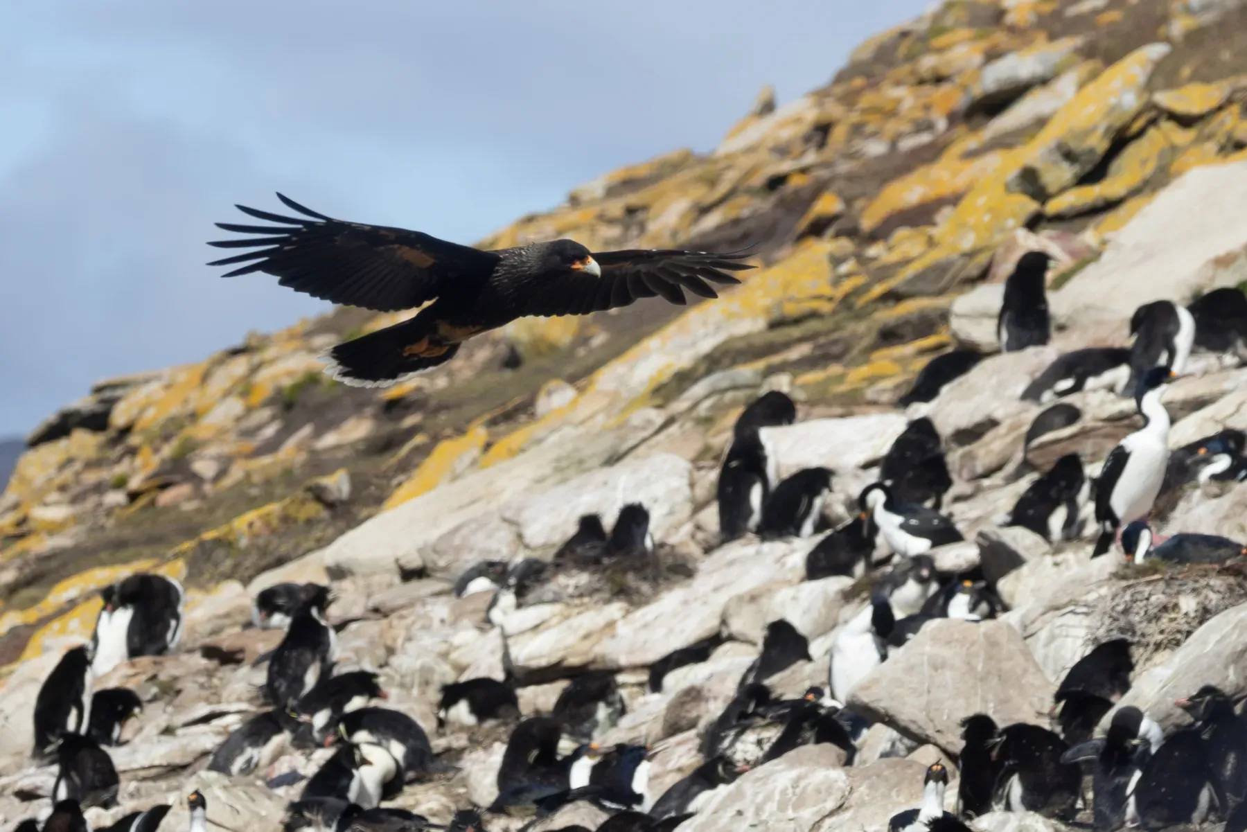 File:Daptrius australis - Ryan F. Mandelbaum - 466787470.jpeg