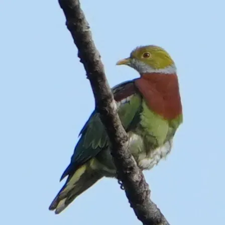 File:Ptilinopus ornatus gestroi 575614199.jpg