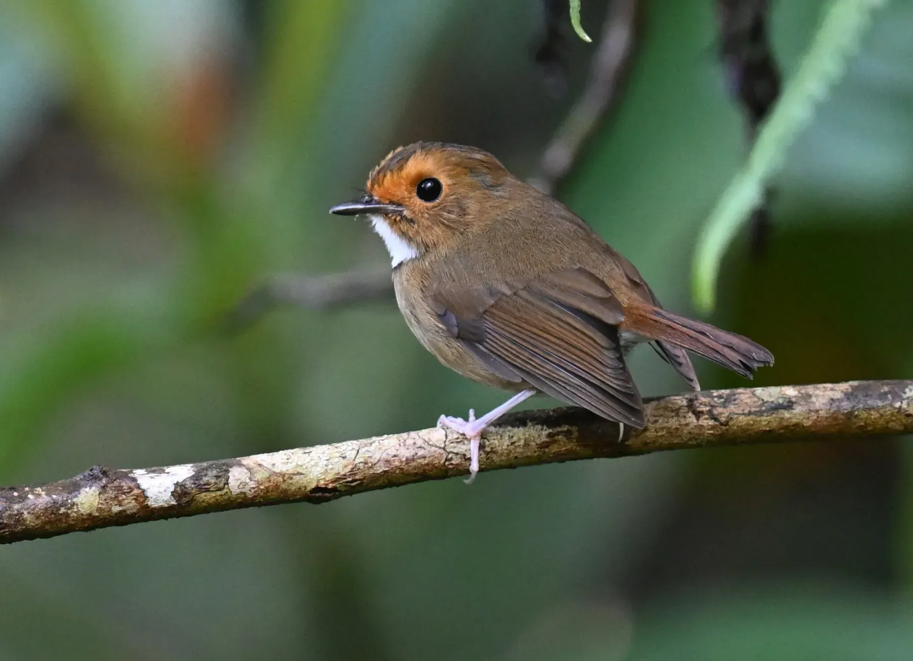 File:Anthipes solitaris - Chrissy McClarren and Andy Reago - 449582149.jpeg