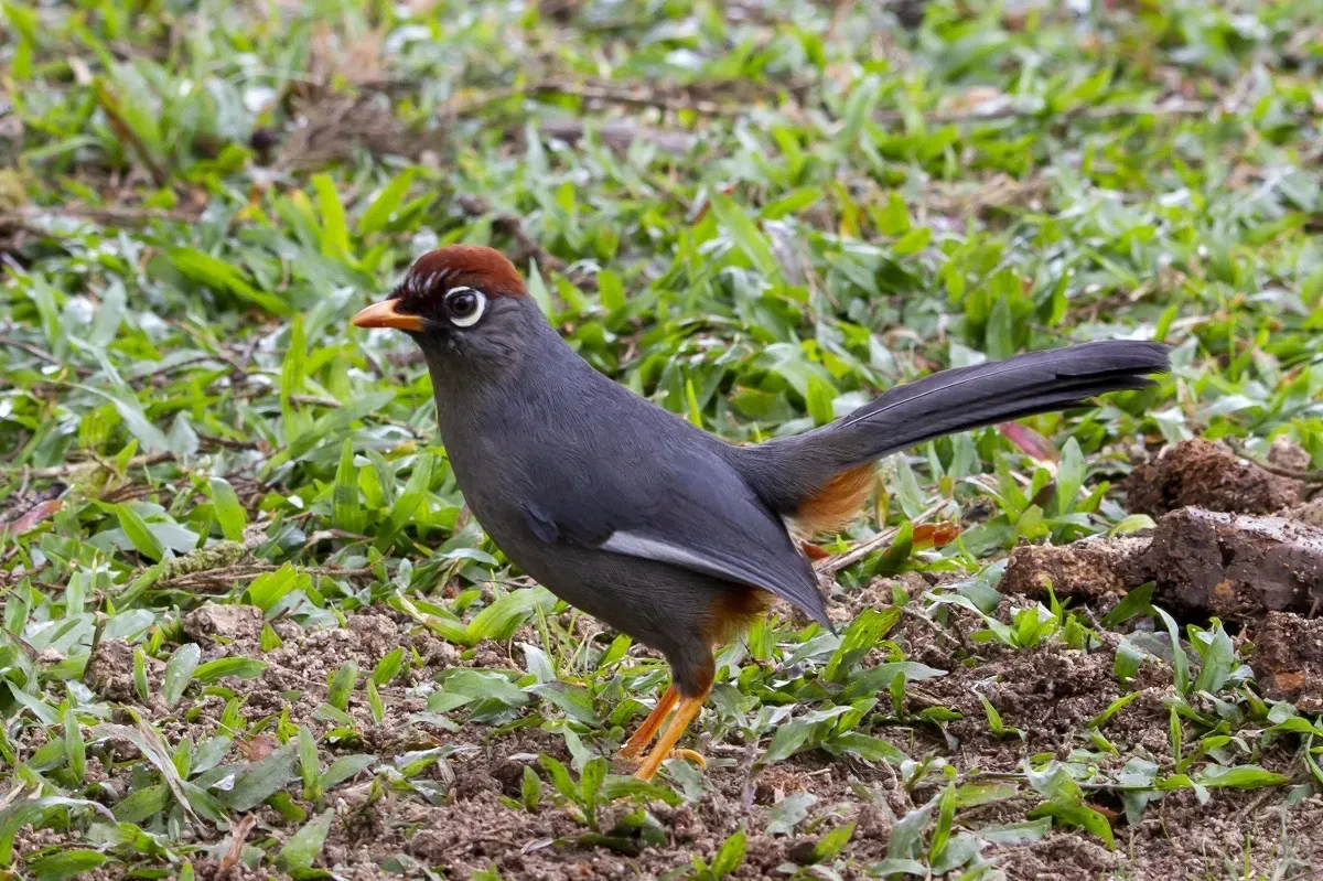 File:Pterorhinus mitratus - dhfischer - 104915847.jpeg